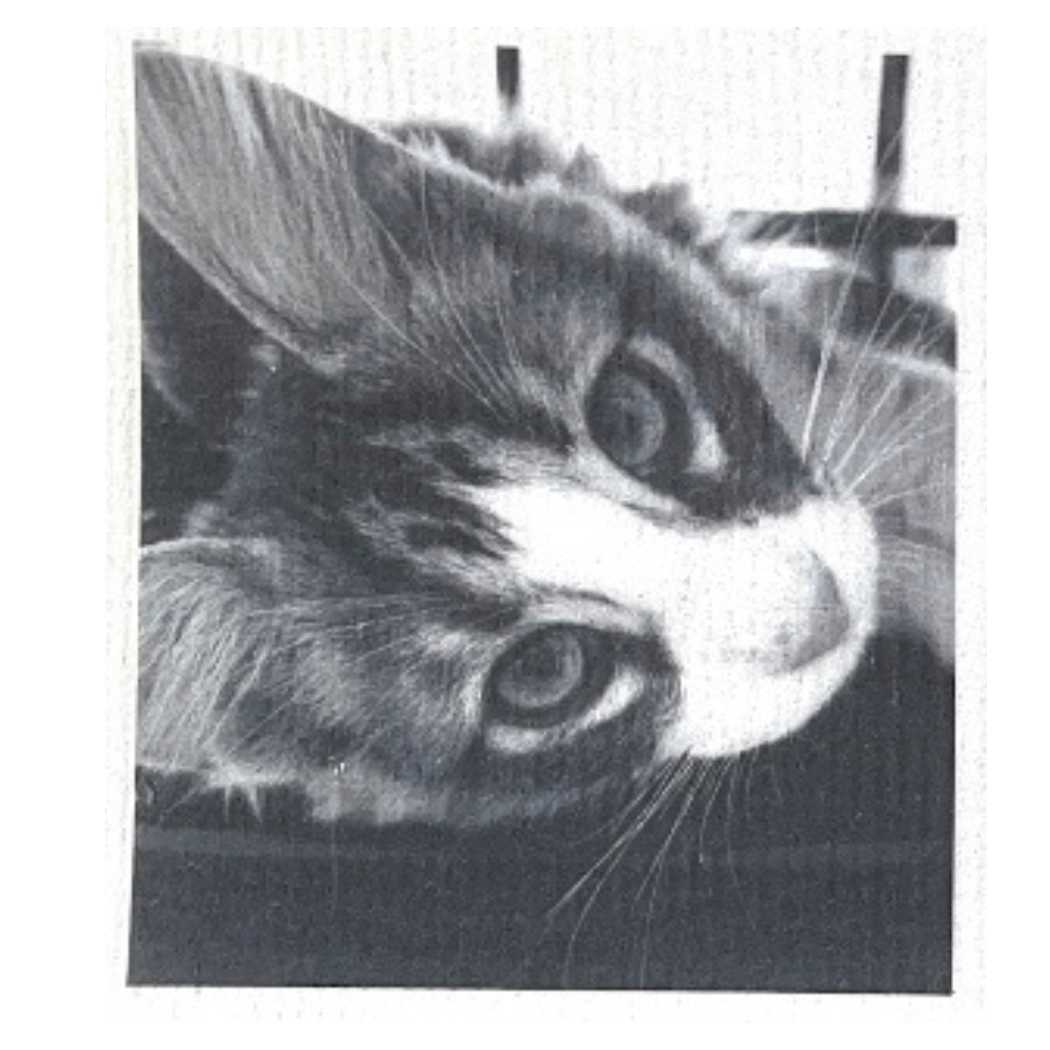 Swedish Dishcloth Canine & Feline Friends BUY 3 Get 1 & FREE shipping
